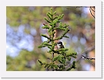 willow tit_homotiainen_1260 * 800 x 581 * (352KB)